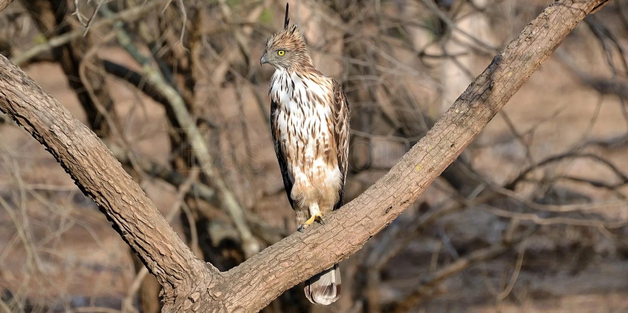 Crested Eagle Hawk